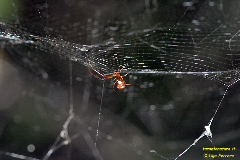 Cyrtophora citricola; Argyrodes sp.